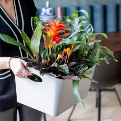 BOXXX M - Aufbewahrungsbox 3,5l In Organic Green -Küchenbedarf Geschäft koziol organic boxxx m aufbewahrungsbox 3 5l in organic green 4