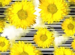 Tischsets I Platzsets "Sonnenblumen" (L)32 X (B)44